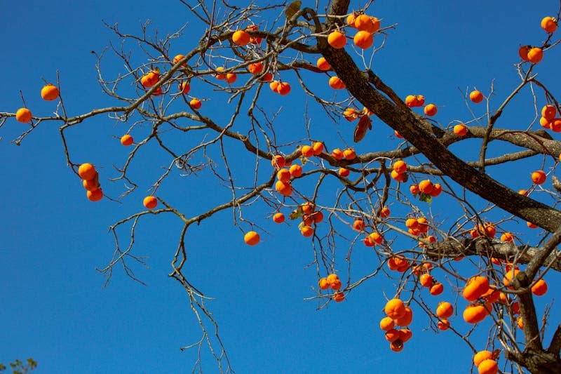 Roborock Q7 Max+ Review — The Sweet Spot of Price & Performance