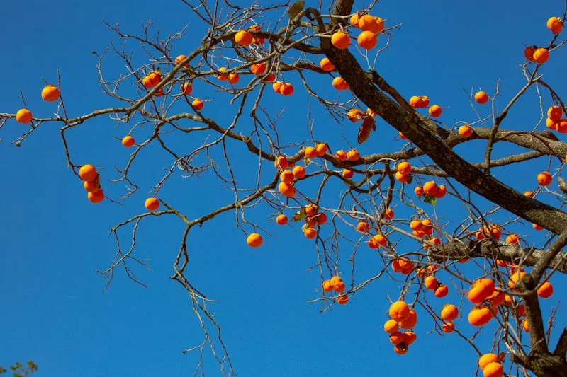 Roborock Q7 Max+ Review — The Sweet Spot of Price & Performance